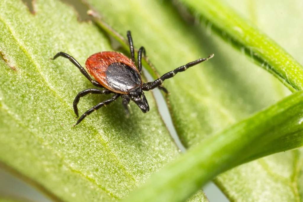 What is Tick-Borne Encephalitis (TBE)?